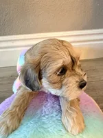Millie, a female Schnoodle for sale in Los Angeles, CA – 2 of 3