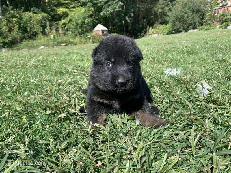 Hazel  – German Shepherd Dog puppy for sale in Brooklyn, CT