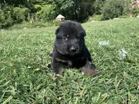 Hazel , a female German Shepherd Dog for sale in Brooklyn, CT – 1 of 1