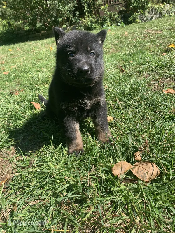 Hazel  – German Shepherd Dog puppy for sale in Brooklyn, CT