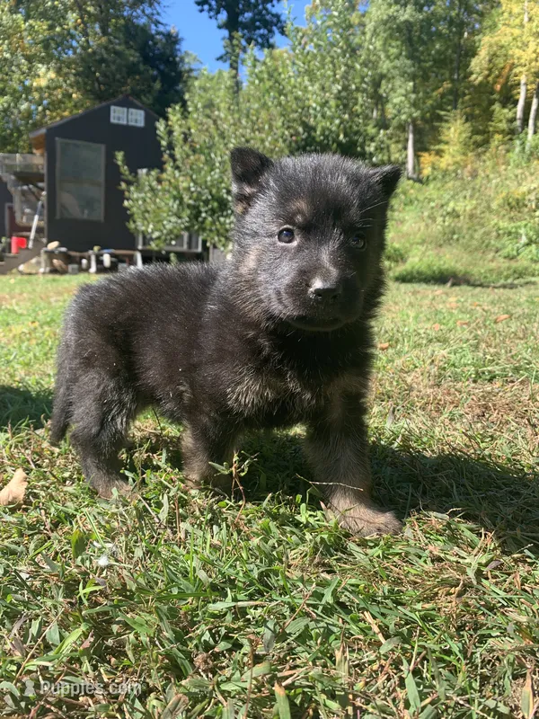 Juniper  – German Shepherd Dog puppy for sale in Brooklyn, CT