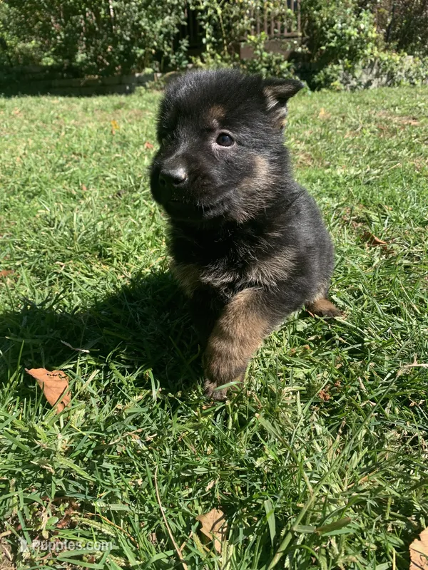 Willow  – German Shepherd Dog puppy for sale in Brooklyn, CT