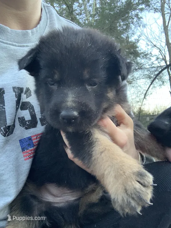 Clover  – German Shepherd Dog puppy for sale in Brooklyn, CT