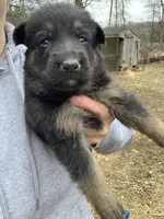Clover , a female German Shepherd Dog for sale in Brooklyn, CT – Photo 2 of 2