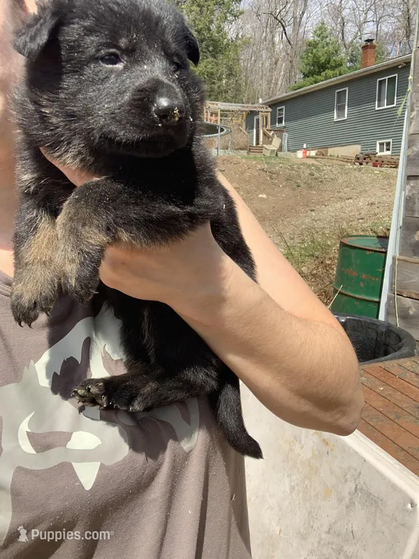 Lagertha  – German Shepherd Dog puppy for sale in Brooklyn, CT