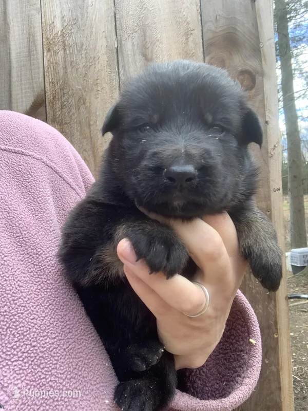 Lagertha  – German Shepherd Dog puppy for sale in Brooklyn, CT