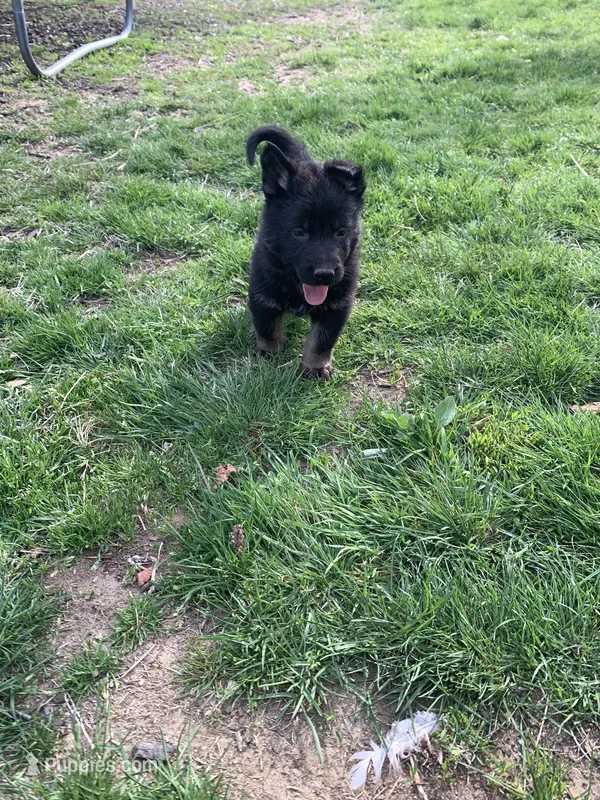Lagertha  – German Shepherd Dog puppy for sale in Brooklyn, CT