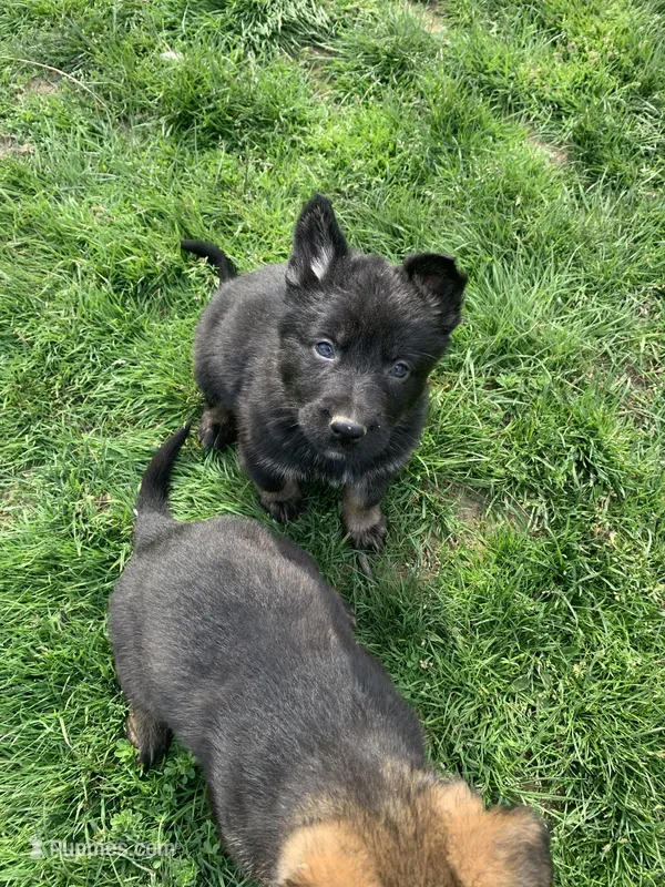Lagertha  – German Shepherd Dog puppy for sale in Brooklyn, CT