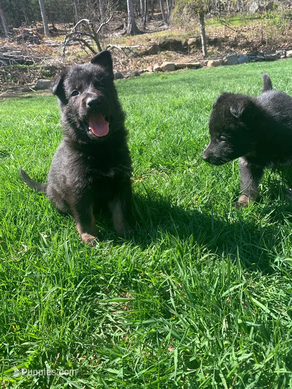 Lagertha  – German Shepherd Dog puppy for sale in Brooklyn, CT