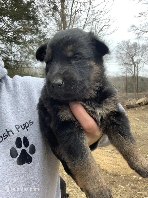 Tulip – German Shepherd Dog puppy for sale in Brooklyn, CT