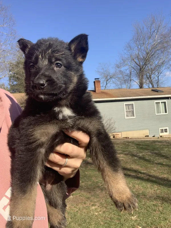Tulip – German Shepherd Dog puppy for sale in Brooklyn, CT