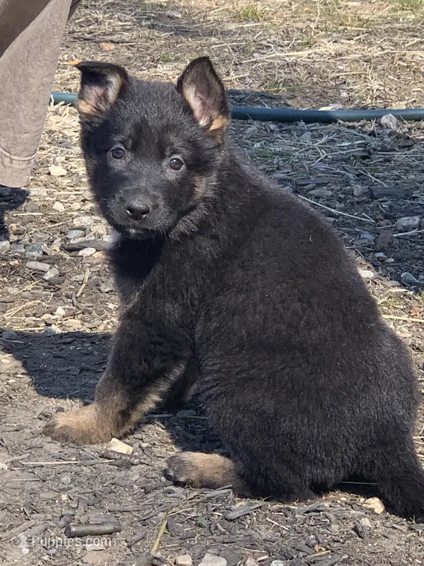Tulip – German Shepherd Dog puppy for sale in Brooklyn, CT