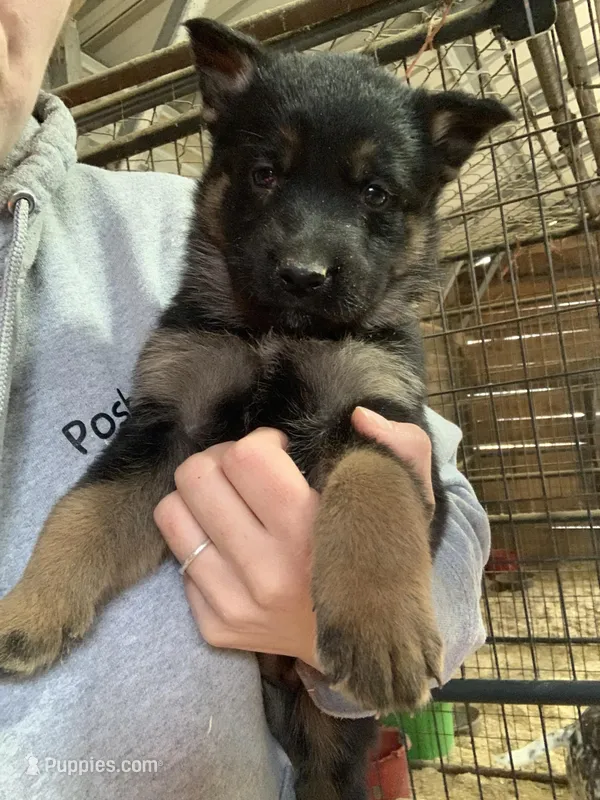 Rosey  – German Shepherd Dog puppy for sale in Brooklyn, CT
