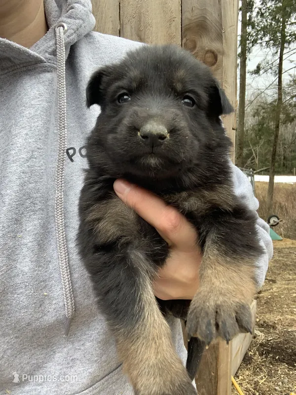 Rosey  – German Shepherd Dog puppy for sale in Brooklyn, CT