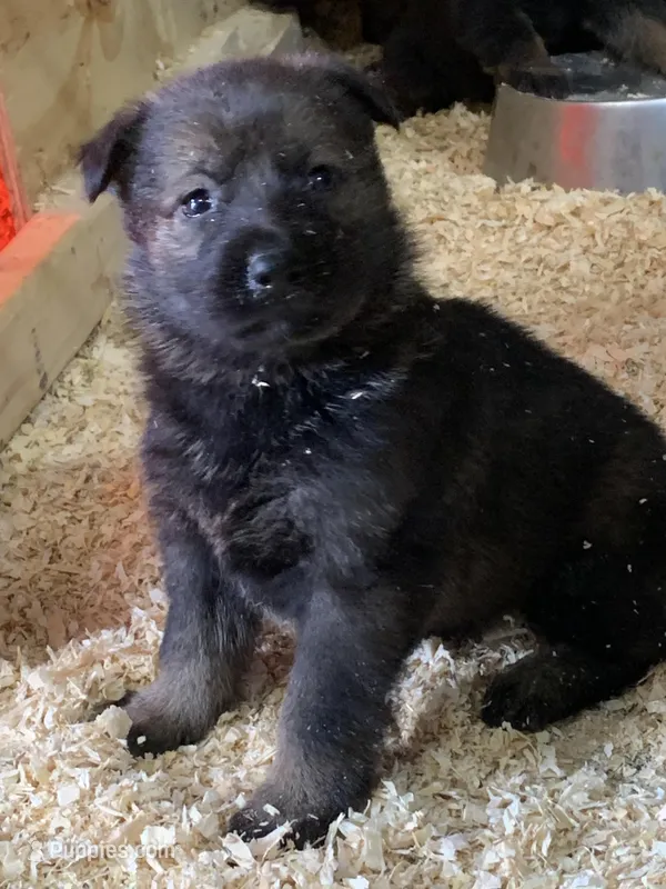 Sage  – German Shepherd Dog puppy for sale in Brooklyn, CT