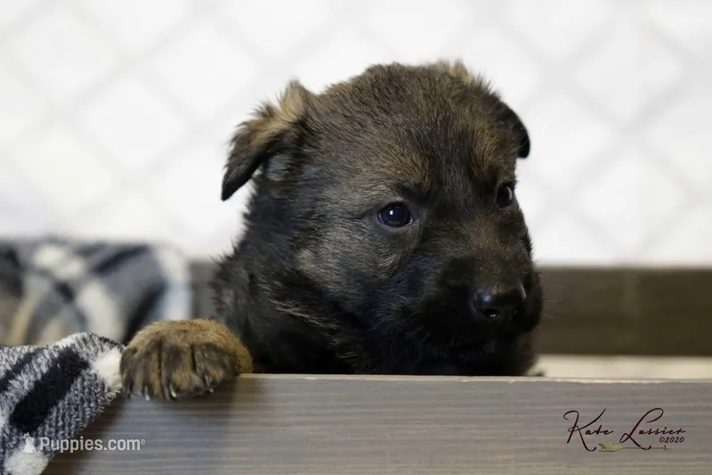 Sage  – German Shepherd Dog puppy for sale in Brooklyn, CT