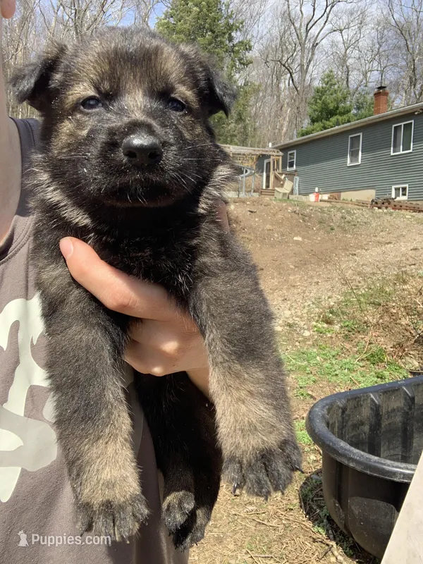 Sage  – German Shepherd Dog puppy for sale in Brooklyn, CT