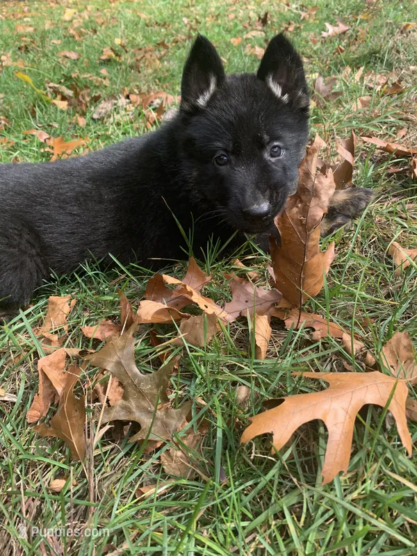 Hazel  – German Shepherd Dog puppy for sale in Brooklyn, CT