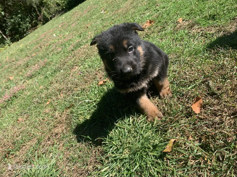 Lola  – German Shepherd Dog puppy for sale in Brooklyn, CT