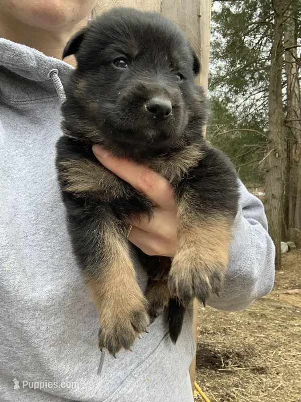 Junior  – German Shepherd Dog puppy for sale in Brooklyn, CT
