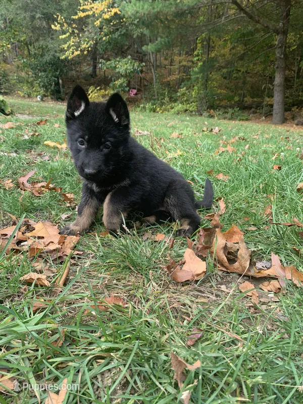 Nutmeg  – German Shepherd Dog puppy for sale in Brooklyn, CT
