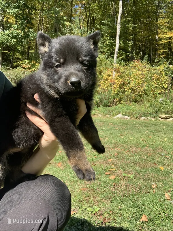 Nutmeg  – German Shepherd Dog puppy for sale in Brooklyn, CT