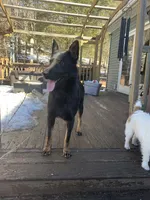 Poppy , a female German Shepherd Dog for sale in Brooklyn, CT – Photo 3 of 3