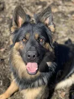 Poppy , a female German Shepherd Dog for sale in Brooklyn, CT – Photo 2 of 3