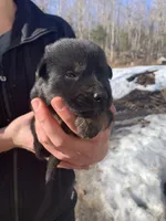 Poppy , a female German Shepherd Dog for sale in Brooklyn, CT – Photo 1 of 3