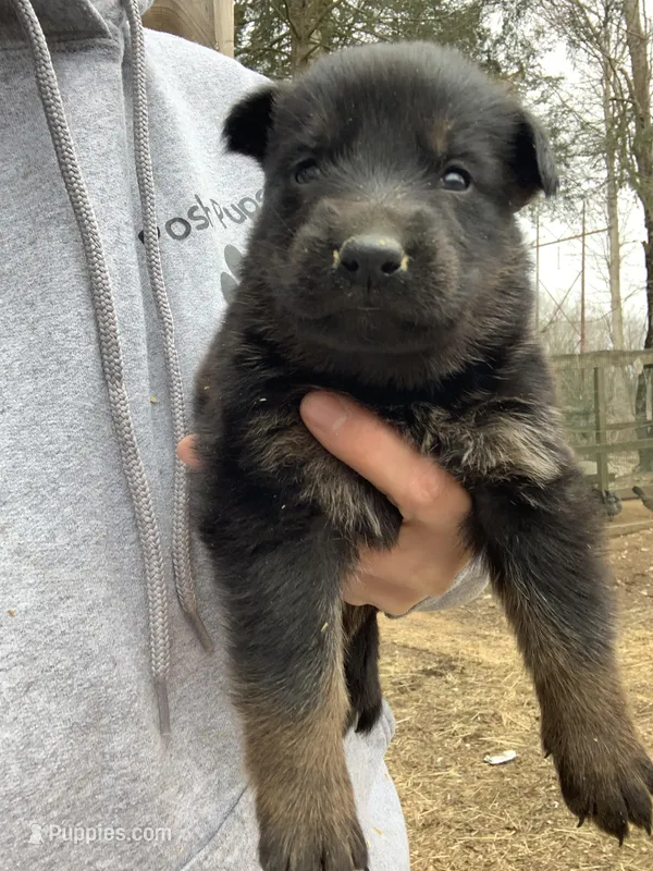 Daisy – German Shepherd Dog puppy for sale in Brooklyn, CT