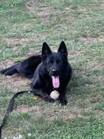 Beau , a male German Shepherd Dog for sale in Brooklyn, CT – Photo 3 of 3