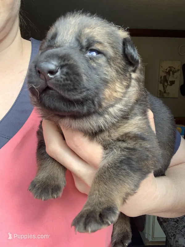 Beau  – German Shepherd Dog puppy for sale in Brooklyn, CT