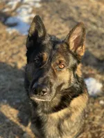 Beau , a male German Shepherd Dog for sale in Brooklyn, CT – Photo 2 of 3