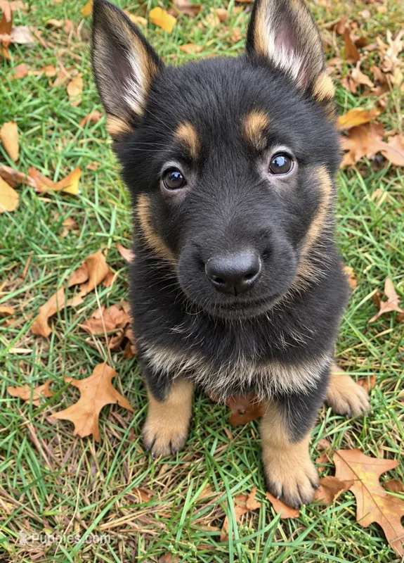 Hazel  – German Shepherd Dog puppy for sale in Brooklyn, CT