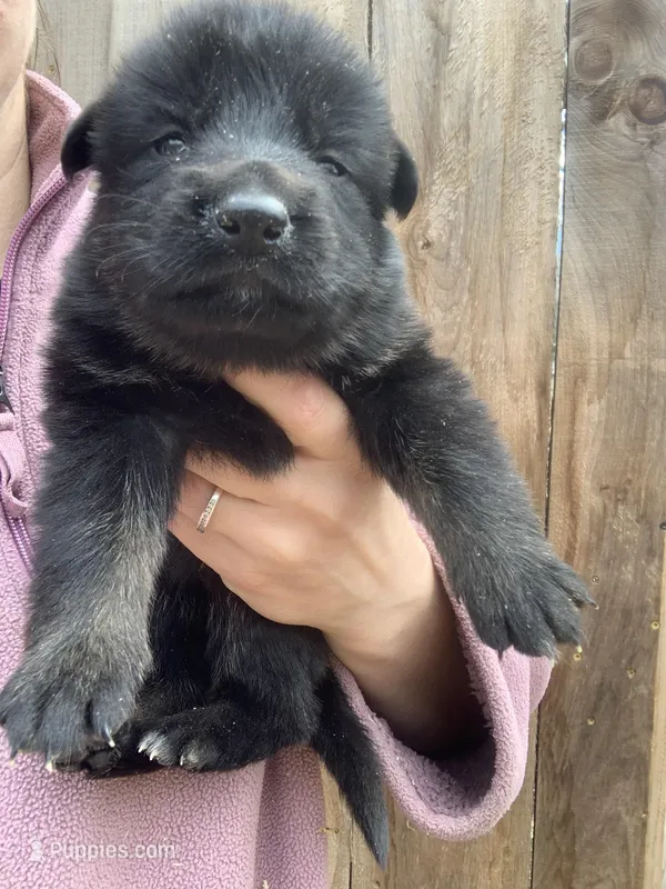 Helena  – German Shepherd Dog puppy for sale in Brooklyn, CT