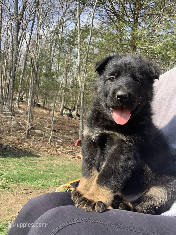 Helena  – German Shepherd Dog puppy for sale in Brooklyn, CT