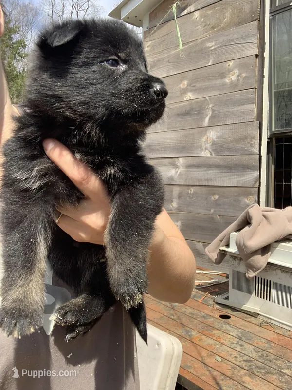Helena  – German Shepherd Dog puppy for sale in Brooklyn, CT