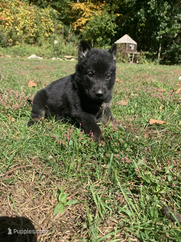Maple  – German Shepherd Dog puppy for sale in Brooklyn, CT