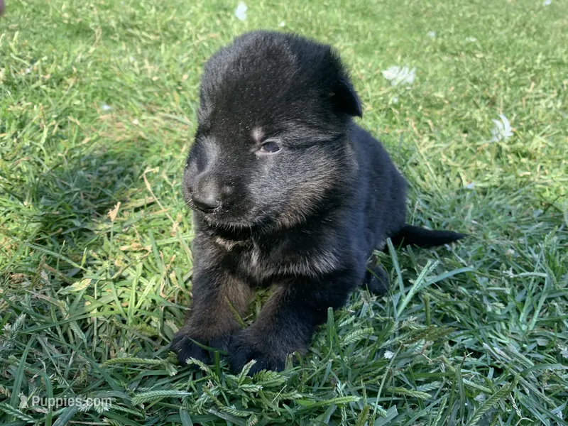 Maple  – German Shepherd Dog puppy for sale in Brooklyn, CT