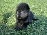 Maple , a female German Shepherd Dog for sale in Brooklyn, CT – 1 of 1