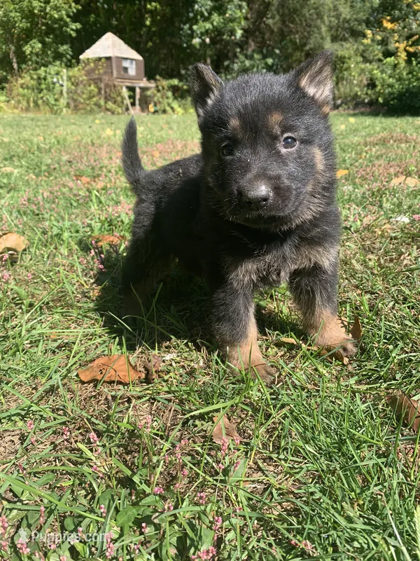 Charlie  – German Shepherd Dog puppy for sale in Brooklyn, CT