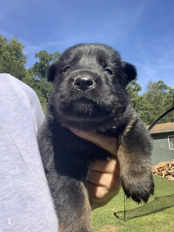 Juniper  – German Shepherd Dog puppy for sale in Brooklyn, CT