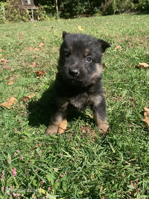 Clove  – German Shepherd Dog puppy for sale in Brooklyn, CT