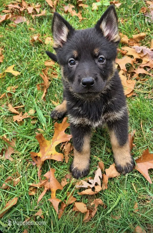 Maple  – German Shepherd Dog puppy for sale in Brooklyn, CT