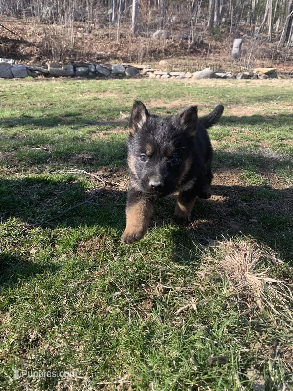 Bart – German Shepherd Dog puppy for sale in Brooklyn, CT