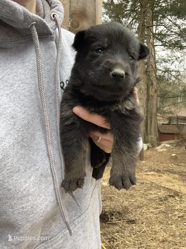 Bart – German Shepherd Dog puppy for sale in Brooklyn, CT