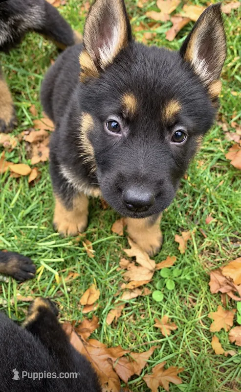 Willow  – German Shepherd Dog puppy for sale in Brooklyn, CT