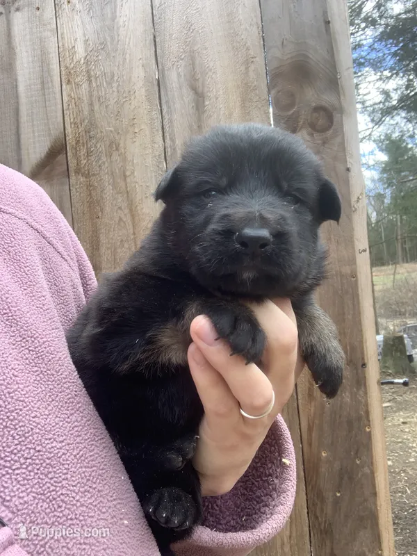 Charlie  – German Shepherd Dog puppy for sale in Brooklyn, CT