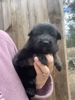 Charlie , a male German Shepherd Dog for sale in Brooklyn, CT – 1 of 1