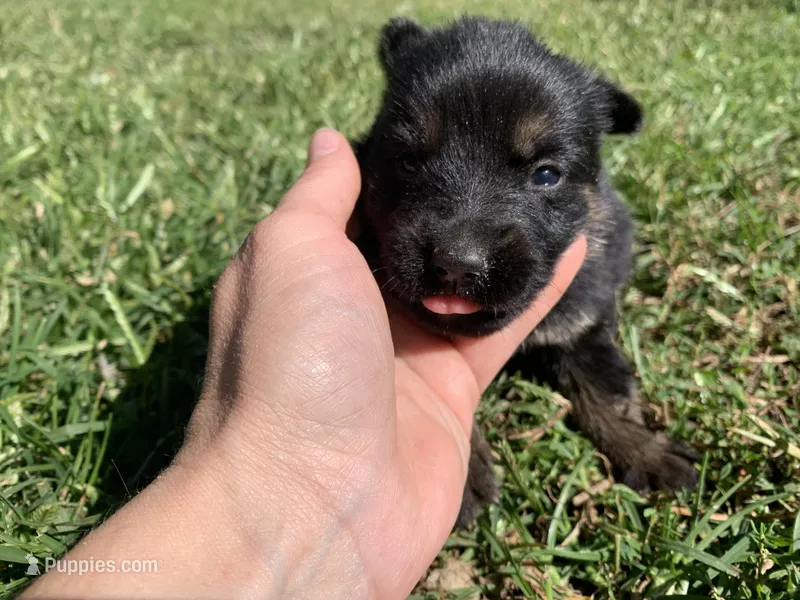 Clove  – German Shepherd Dog puppy for sale in Brooklyn, CT